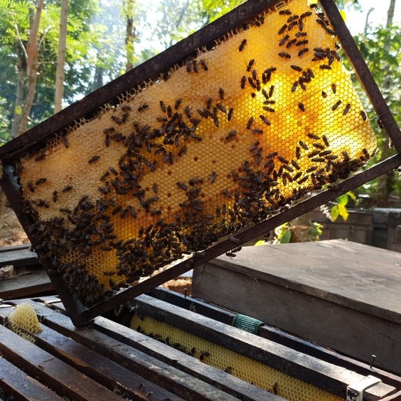 SIÊU RẺ - MẬT ONG RỪNG HOA NHÃN 1 lít nguyên chất 100% chuẩn - THẾ HỒNG HONEY