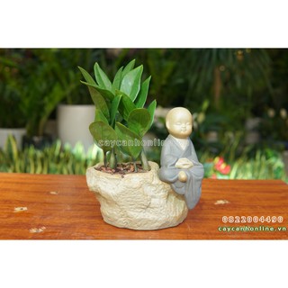 Chậu trồng cây cảnh tượng phật trồng cây để bàn mini phong thủy