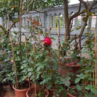 Combo 12 cây hoa hồng các loại