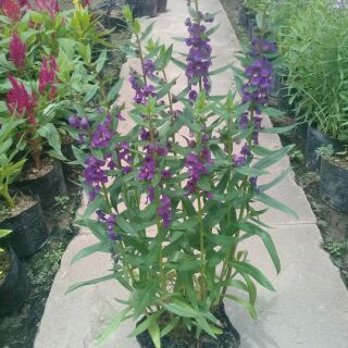 Combo 3 bầu violet nhật màu tím