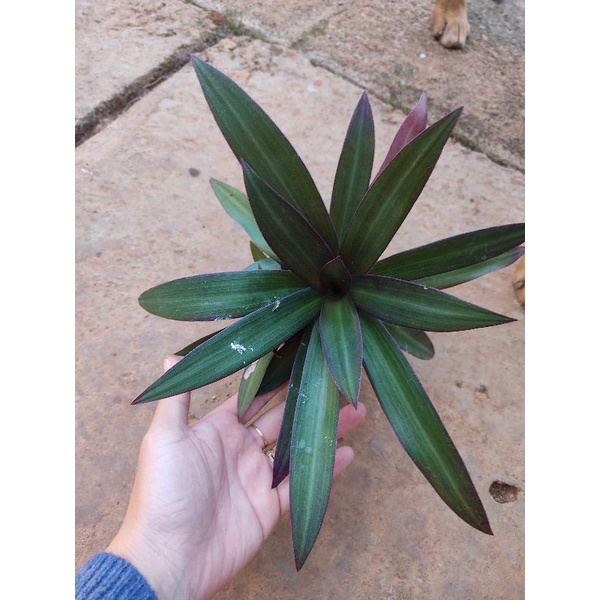 Chậu cứng Tradescantia spathacea