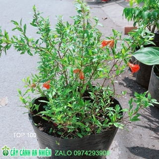 Cây Lựu Cho Sai Trái