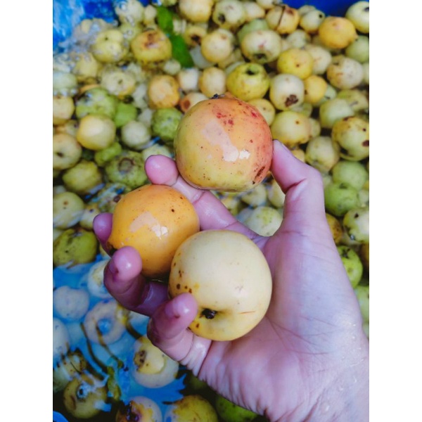 Táo mèo tươi Yên Bái ngâm rượu túi 1kg