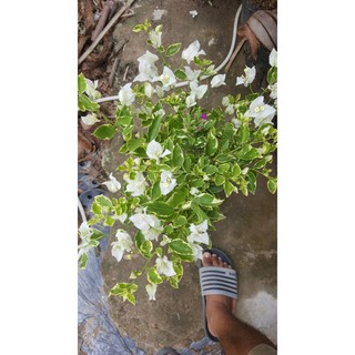 cây hoa giấy cẩm thạch