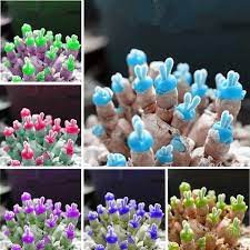 Hạt giống Xương rồng cảnh, sen đá. tai thỏ, thạch lan , đá sống lithops, xương rồng mini tỷ lệ nảy mầm 100%