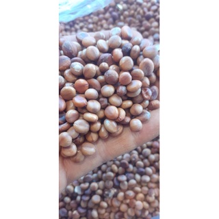 1kg hạt giống muồng hoa đào