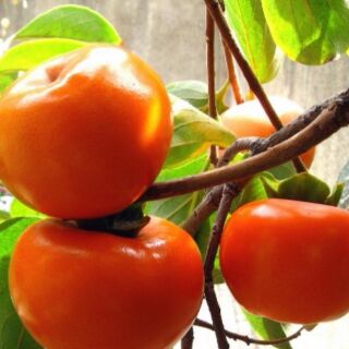Combo 2 Cây hồng không hạt