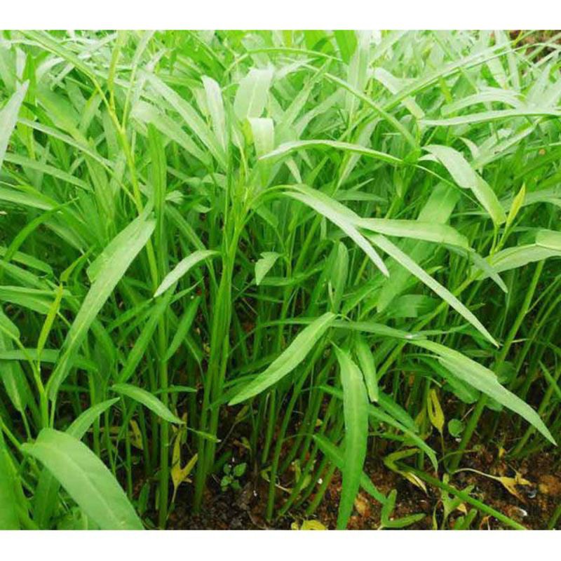 hạt rau muống gói 50g