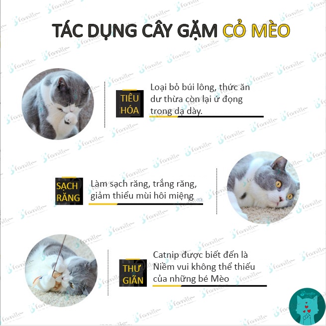 [1CÂY GẶM-CẢ NHÀ VUI]Que Gỗ Catnip Cho Mèo JFamille, Giảm Stress, Làm Sạch Răng, Loại Bỏ Búi Lông. JF155