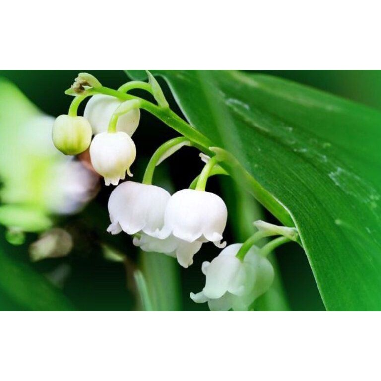 10 Hạt Giống hoa linh lan - loài hoa thơm nhất thế giới mix màu