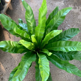 Cây tổ Yến(tổ Quạ)