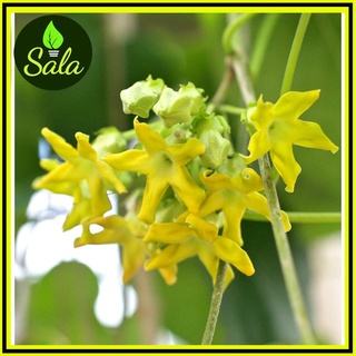 CÂY GIỐNG THIÊN LÝ Y HÌNH