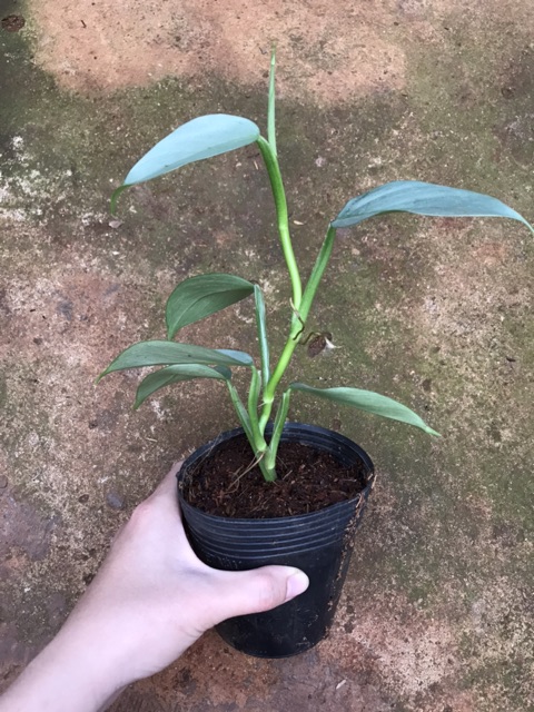 Trầu bà Philodendron Hastatum