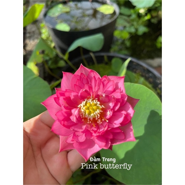 Mini siêu nụ Pink butterfly