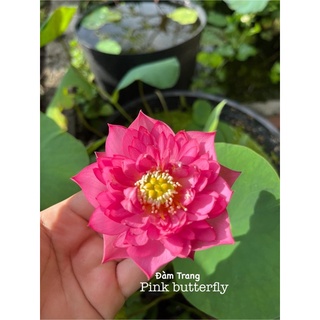 Mini siêu nụ Pink butterfly