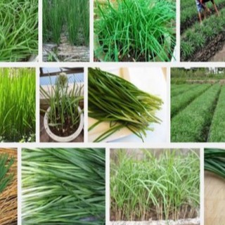 Hạt giống rau hẹ ta gia vị - 1 gói 2gram - xn