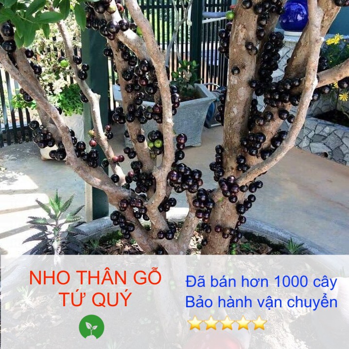 [Giống siêu tốt] Cây giống Nho thân gỗ Tứ Quý , khoẻ mạnh, có bầu đất dinh dưỡng, bảo hành vận chuyển - Giá tại vườn