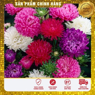 Hạt Giống Cúc Đà Lạt 50 hạt