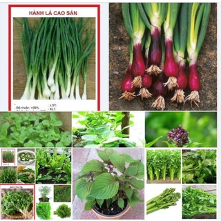 Combo 9 gói hạt giống rau thơm dễ trồng các loại-tặng kèm 1 phân bón