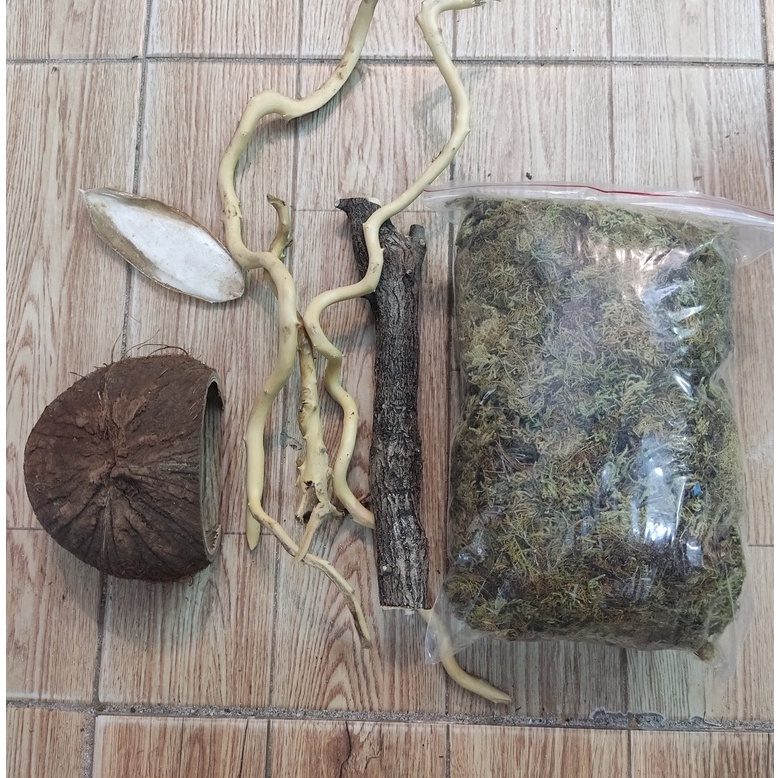 Combo nuôi ốc mượn hồn