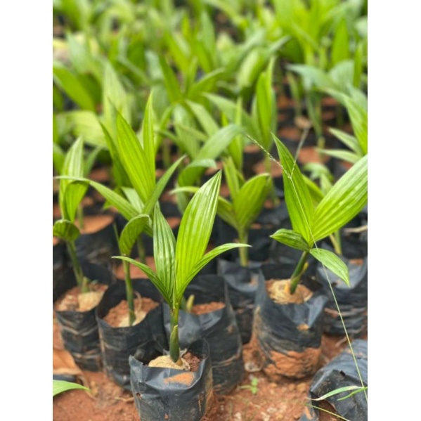 Phân bón lá Bo kẽm Agri- Gro chai 1000ml