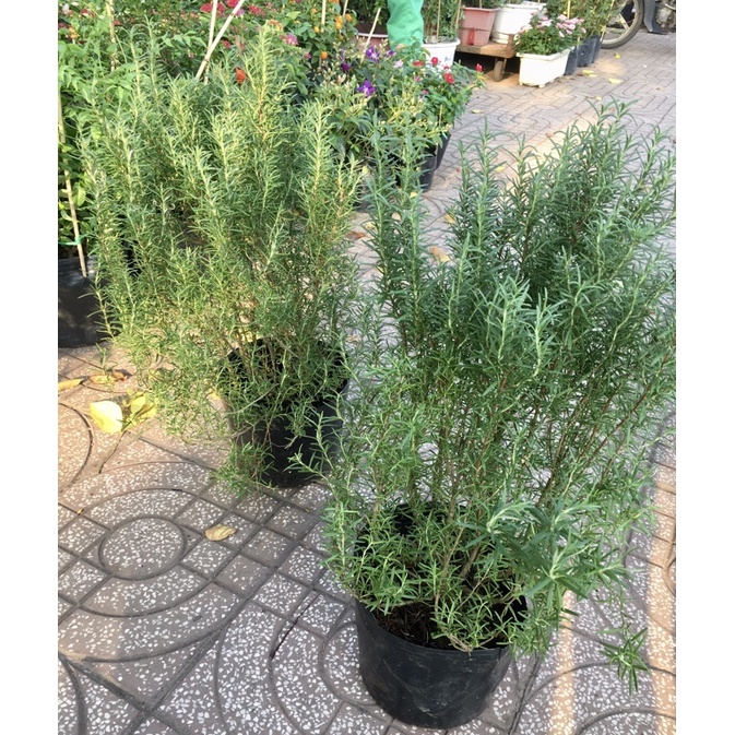 Cây Hương Thảo Tree | Rủ gốc già size lớn cao 60-80cm Rosemary