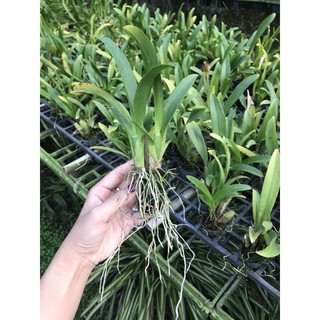 Vũ Nữ Vàng Tiên Cây Giống