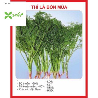Hạt giống thì là bốn mùa 100 hạt
