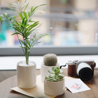 Chậu sứ daisy planter - giá rẻ nhất - cây trong nhà