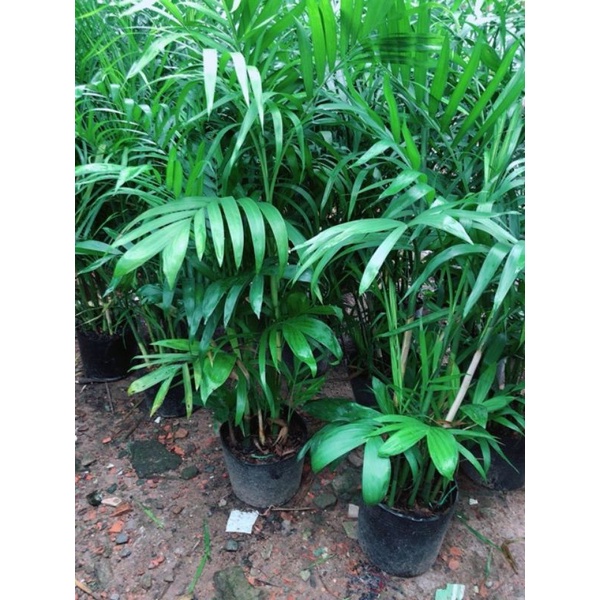 Cây Cau Hawai Size Lớn cao 1m1- 1m3 tính từ miệng chậu lên 🥰