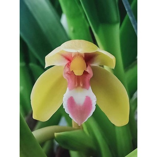 KIẾM HỒNG TIỂU Thúy