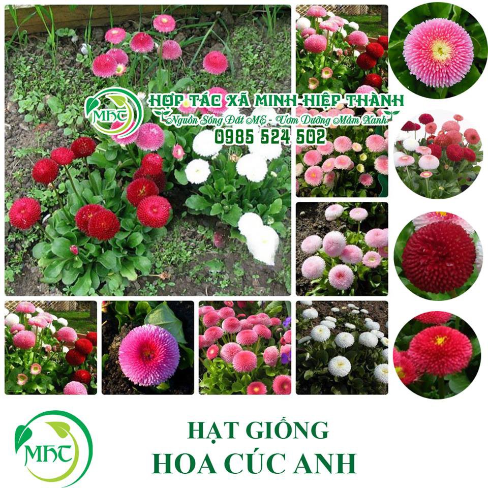 Hạt giống Cúc Daisy hồng (cúc anh hồng)
