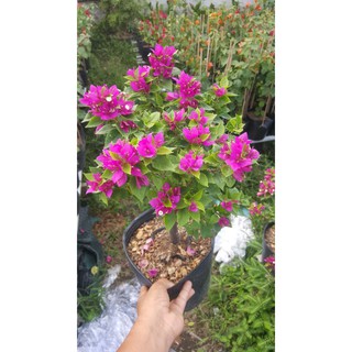 cây bông giấy mỹ mini