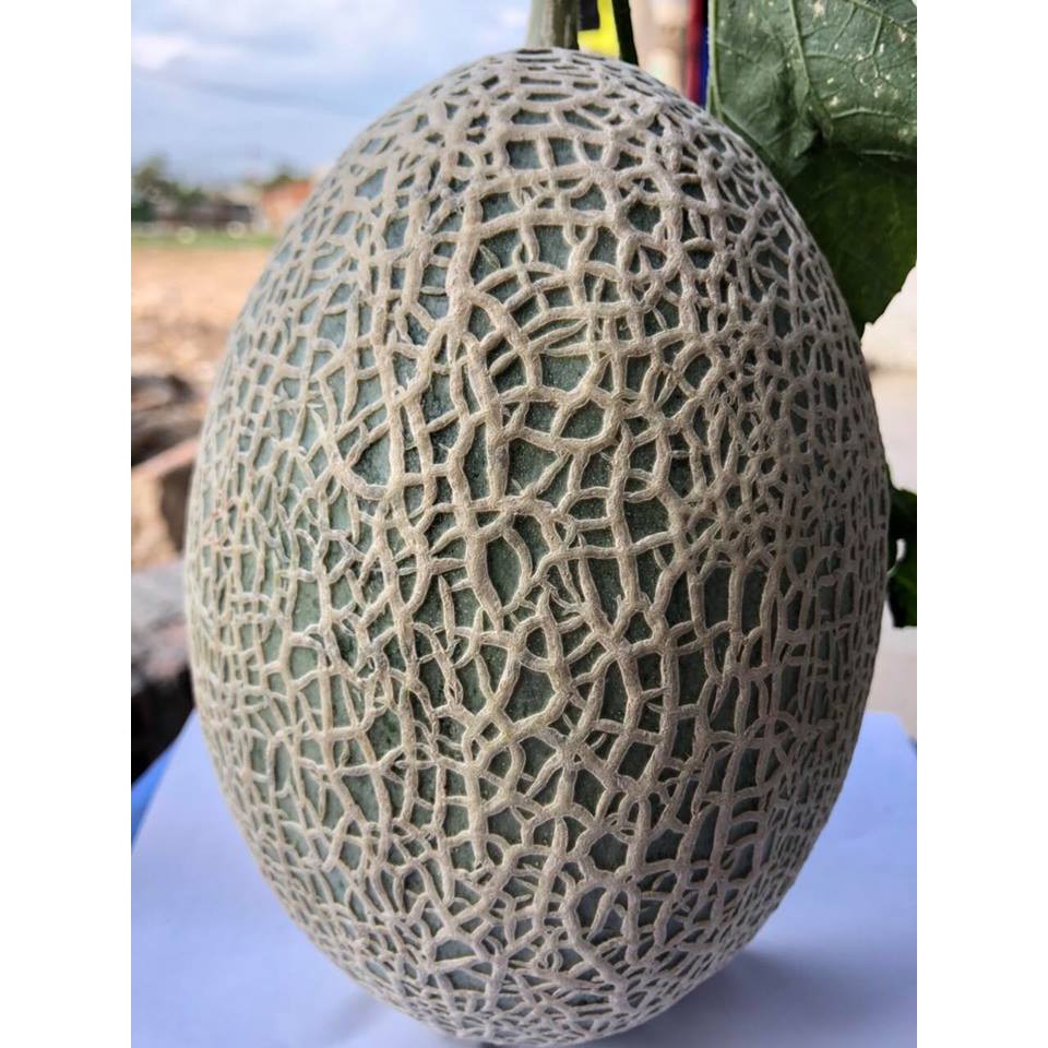 Hạt Giống Dưa Lưới Oval Xanh F1