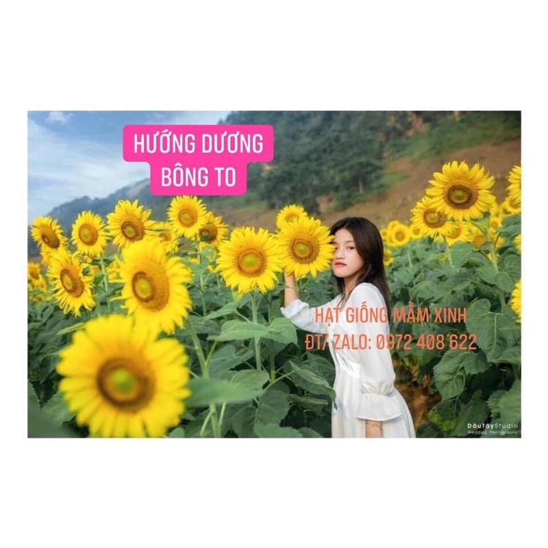 150 Hạt hướng dương cao vàng. Có ảnh thật khách gieo nảy mầm 100%