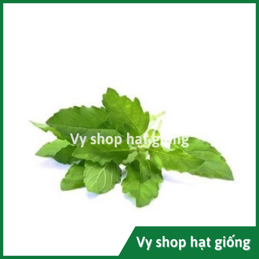Hạt giống hương nhu trắng Thái Lan gói 2000 hạt