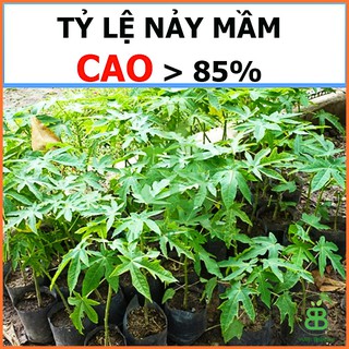 Hạt Giống Đu Đủ Lùn Rạng Đông, Trái Lớn, Sai Trái, Dễ Trồng, Tỉ lệ nảy mầm cao - Gói 5 Hạt