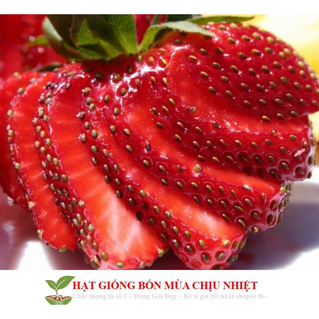 Hạt giống dâu tây đỏ khổng lồ 50 hạt tăng kích mầm và hướng dẫn trồng ĐẾN MÙA TRỒNG TẾT  KHUYẾN MẠI TẾT
