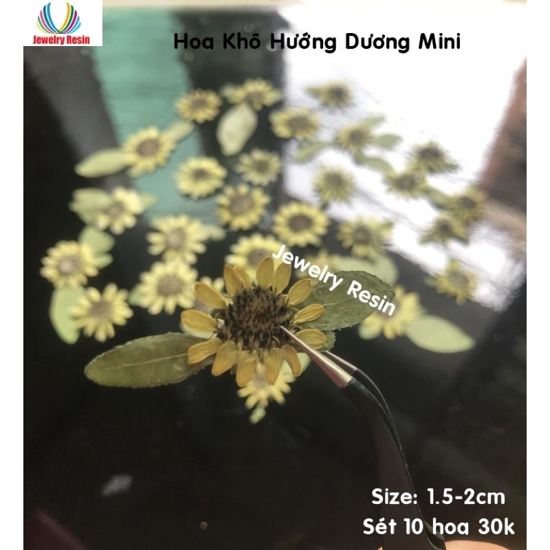 Hoa Hướng Dương Mini Khô, Hoa Dướng Dương Thật