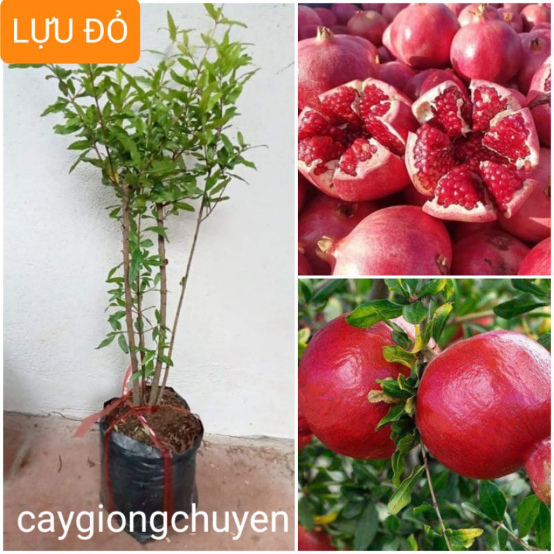 CÂY GIỐNG LỰU ĐỎ CHO QUẢ SAU 1 NĂM