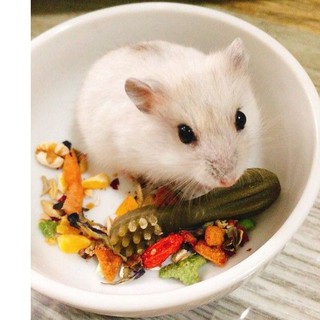 Whimzees mài răng cho hamster (chính hãng)