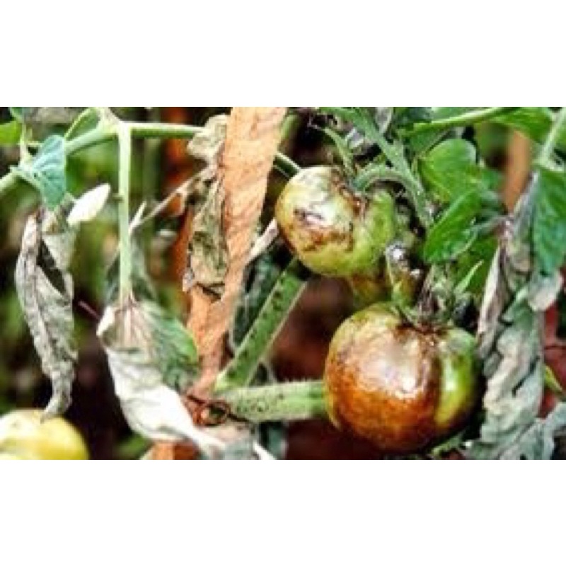 Nano wall- chống thối nhũng, Xử lý vi khuẩn gây hại cây trồng