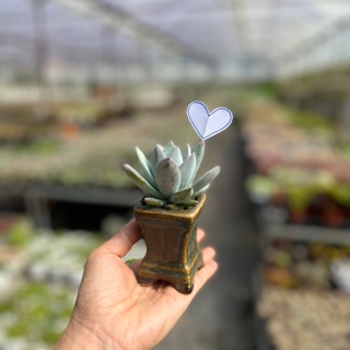 Siêu Thị Cây Mọng Nước