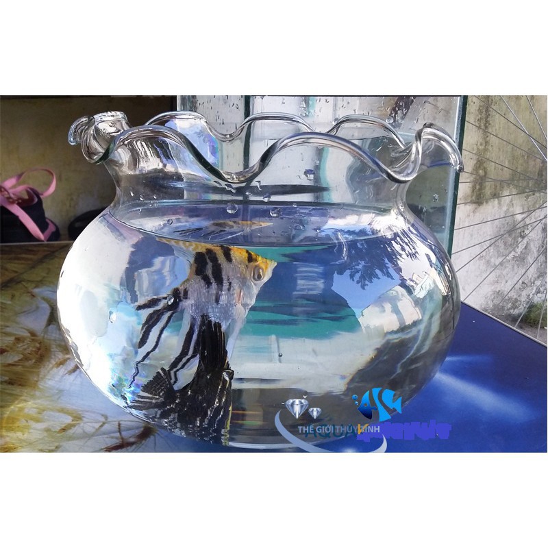 BỂ CÁ THỦY TINH HỒ CÁ CHẬU CÂU MIỆNG BÈO D24CM x 21CM B2