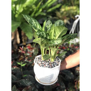 Chậu cây Thanh Hậu để bàn