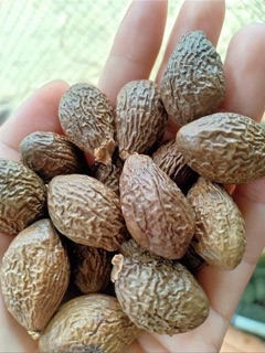 300gr Hạt ươi bay chuẩn Lâm Đồng