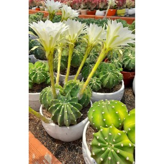 xương rồng echino size đại
