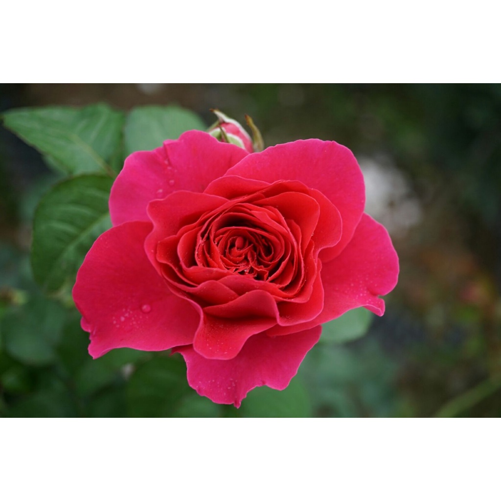 Hoa hồng ngoại KATE rose – Nữ hoàng bí ẩn cuốn hút cực phẩm- hoangoaimelinh