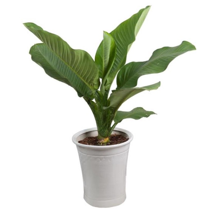 CÂY ĐẠI TỶ PHÚ