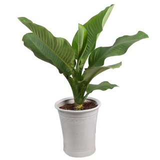 CÂY ĐẠI TỶ PHÚ (CÂY PHONG THỦY PHÁT TÀI)